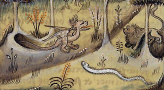 dragon enluminé
